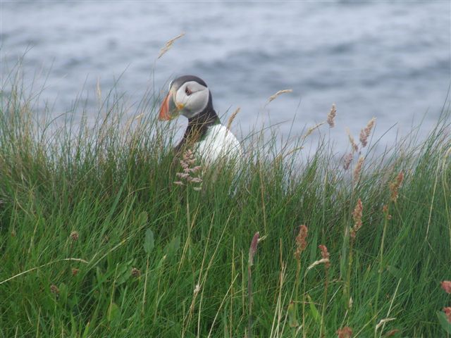 Puffin on Westray