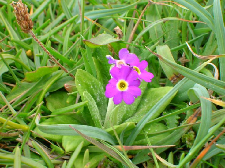 Scottish primrose