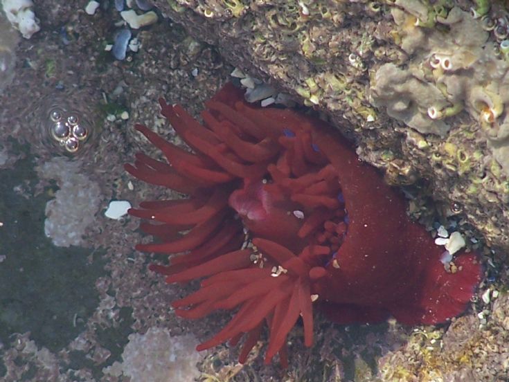 Actinia equina (sea anemone)