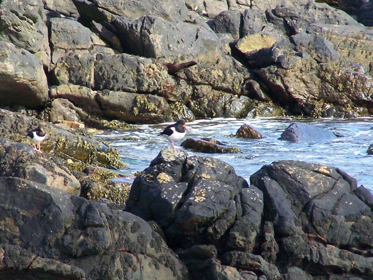 Pair of oystercatchers at Yesnaby
