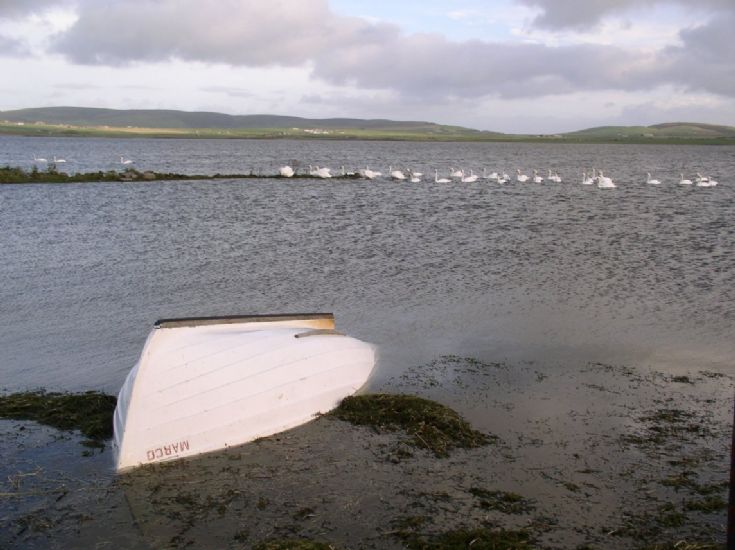Swans on Harray Loch