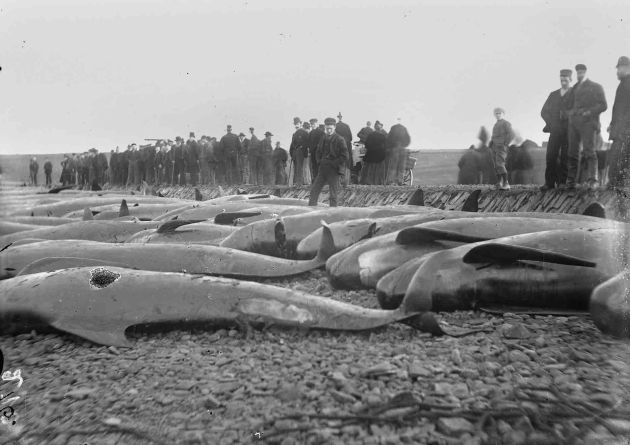 Whales Stranded at Inganess