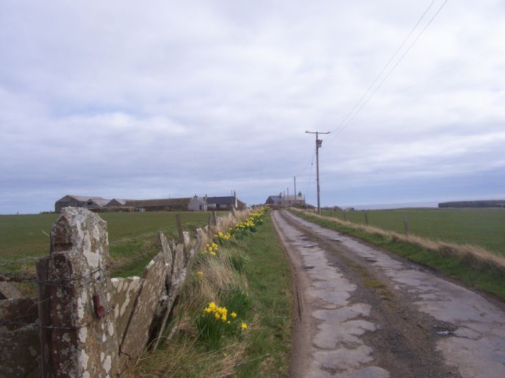 Daffodils at Cleat, Stronsay