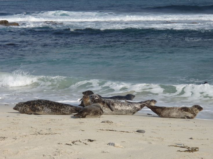 Sunbathing seals on Grobust Beach, Westray