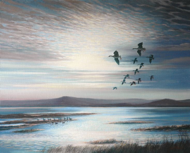 Whiffling geese, Shapinsay