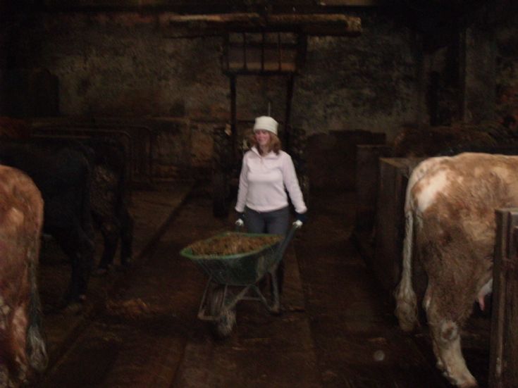 Karen Tait feeding cows at Ingsay