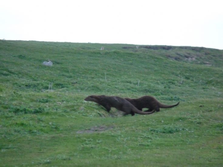 otters on the run