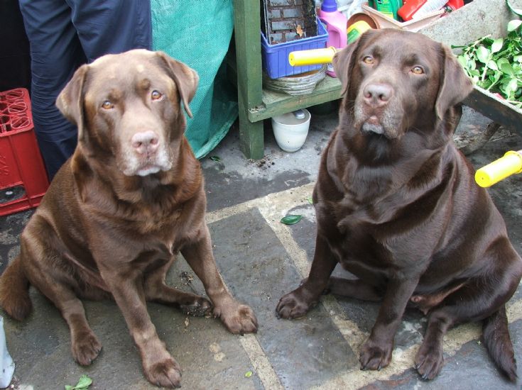 Faithful friends - Choc labs pose for camera.