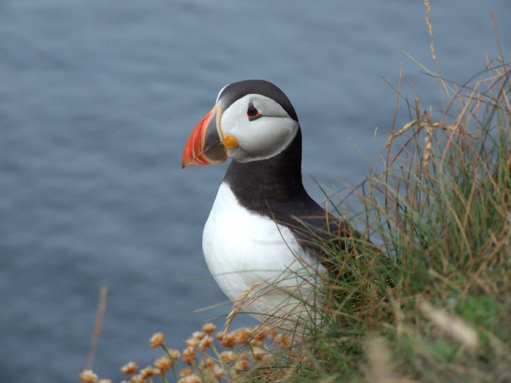 westray puffin