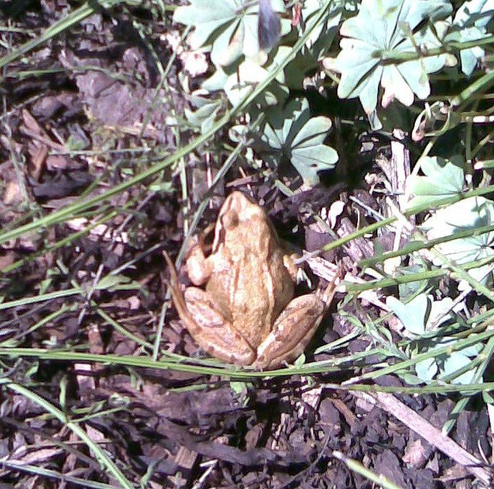 Frog or toad