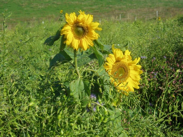 Sunflowers growing at Aithsdale