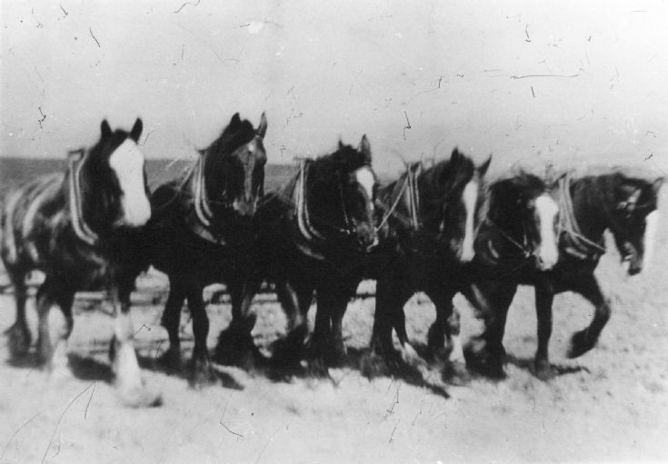 Six horse pulling a grubber