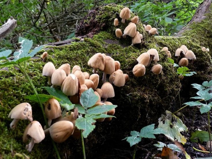 Binscarth fungi