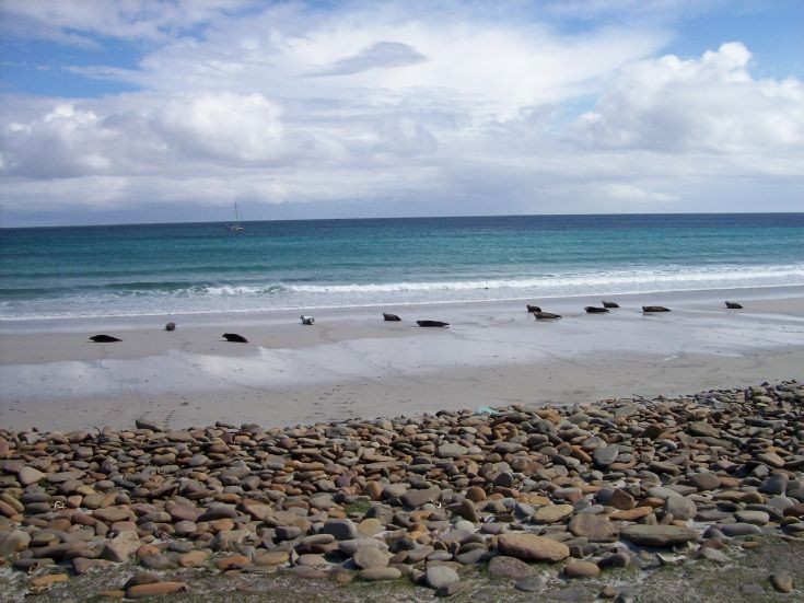 North Ronaldsay seals