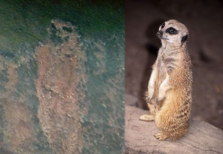 Compare the Meerkat