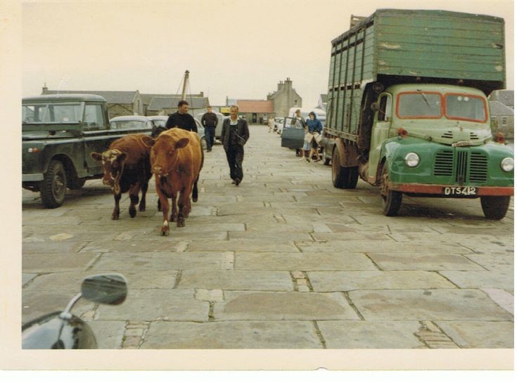 Shipping cattle Stronsay, possibly 1980