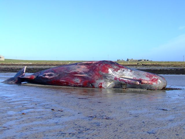 male sperm whale at Tuquoy Westray