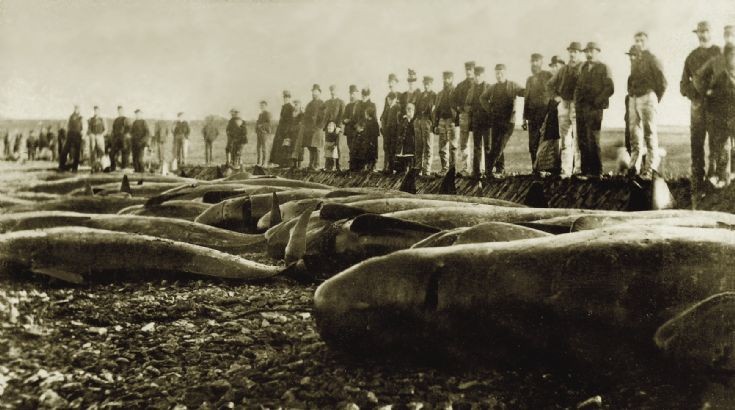 Whale stranding at Carness