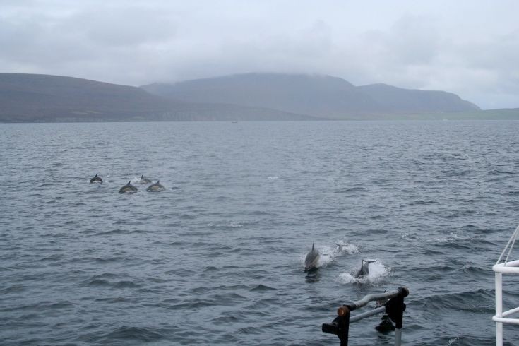 Dolphins off Houton