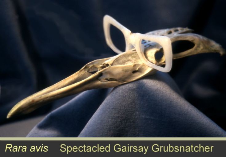 Spectacled Gairsay Grubsnatcher