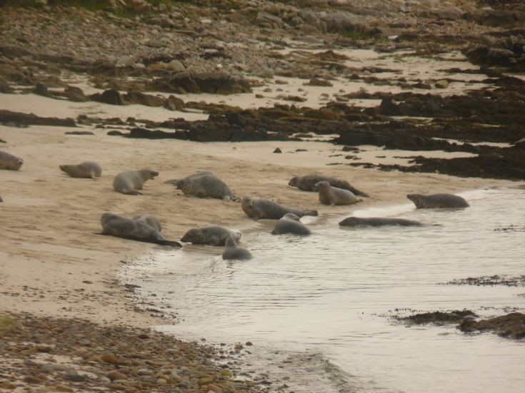 Stronsay seals