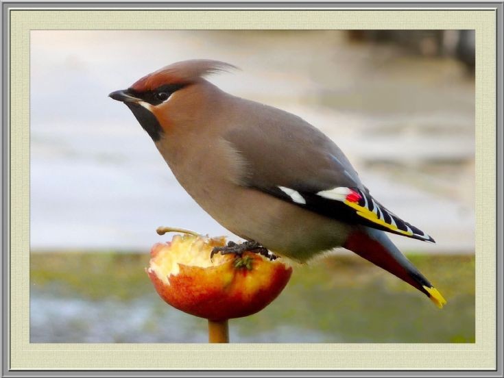 Waxwing