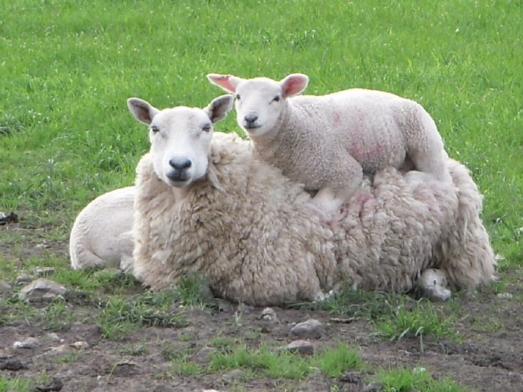 Shapinsay sheep 2009