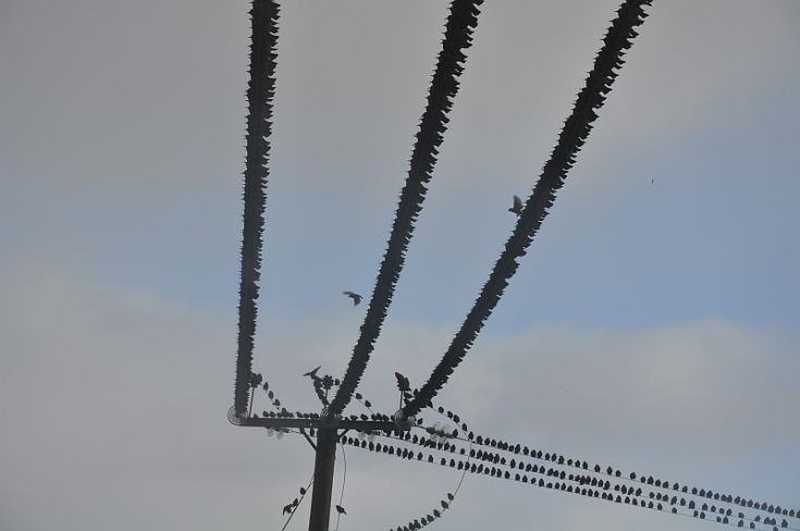Starlings in Sandwick