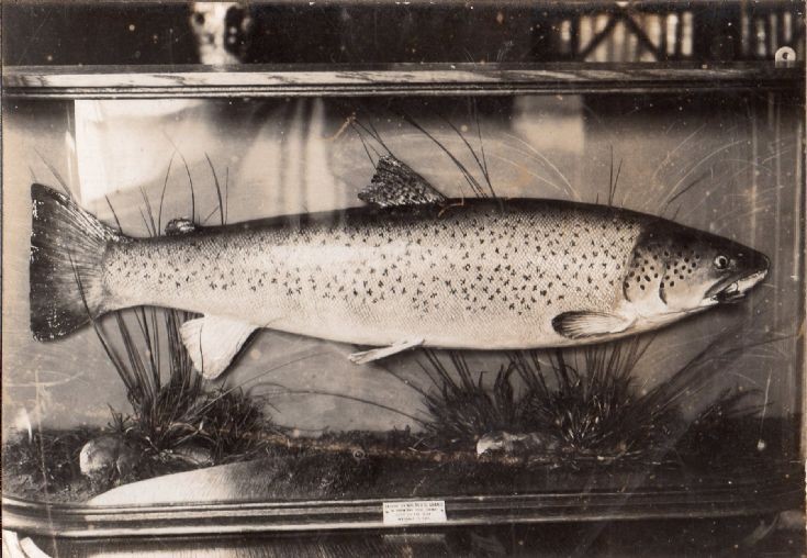Sea trout caught in Graemeshall Loch 1914
