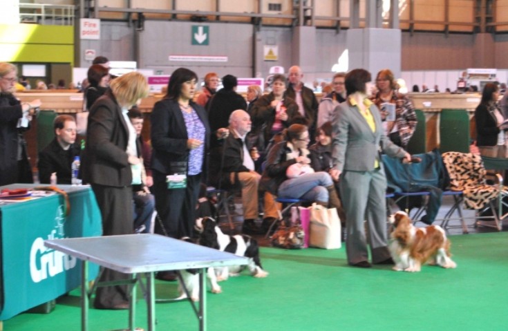 Christine Groundwater with Ozzy at Crufts