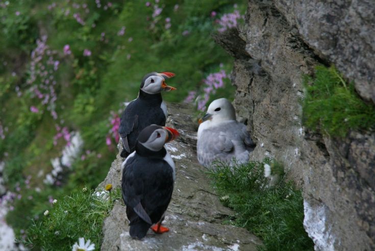Birds of Westray 3- bullying puffins
