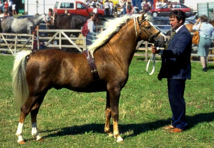 Equine champion, Dounby Show 1997