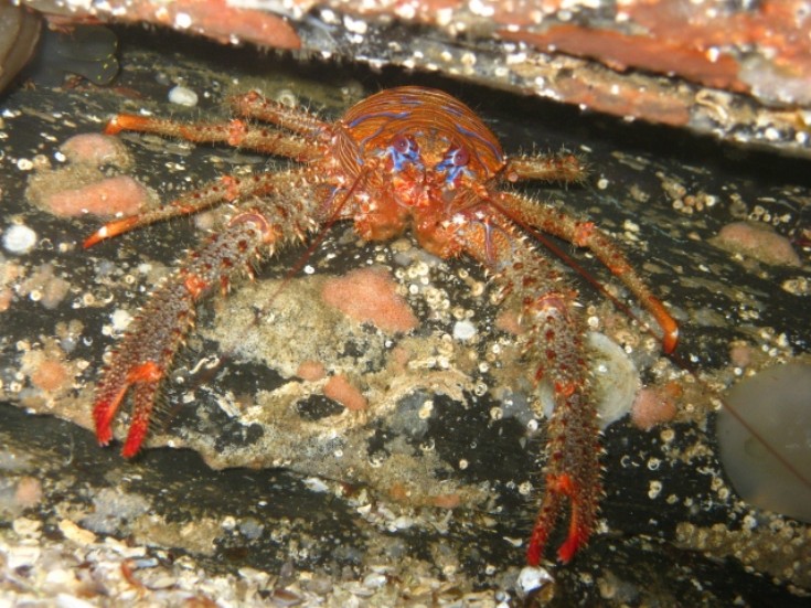 Spiny squat lobster