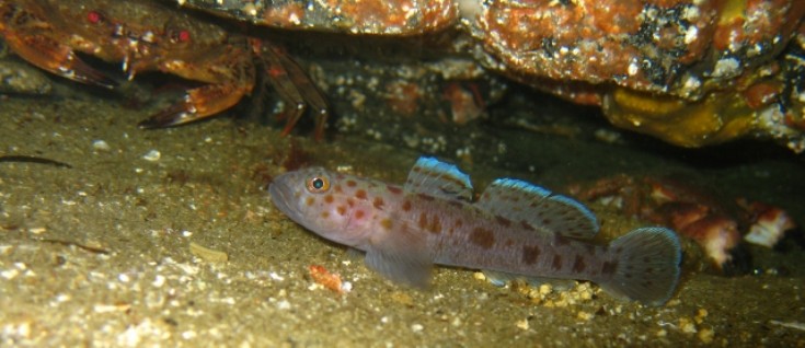 Leopard spotted goby