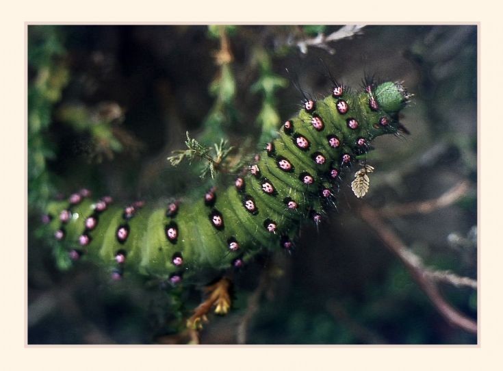 Emperor Moth larva, north Hoy