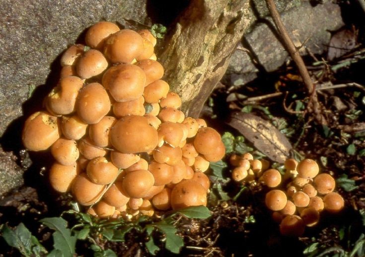 Sulphur Tuft fungi