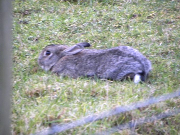 Hare?