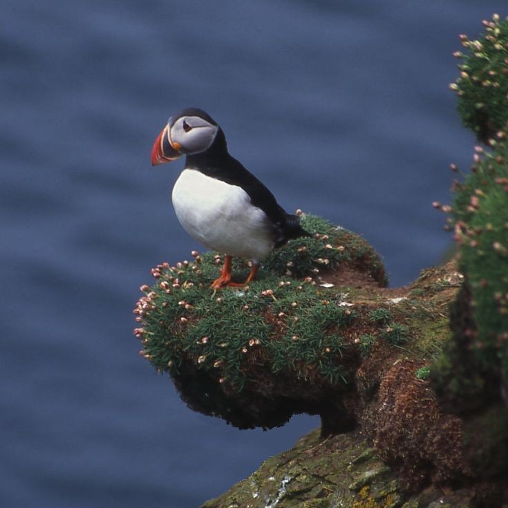 Puffin pulpit