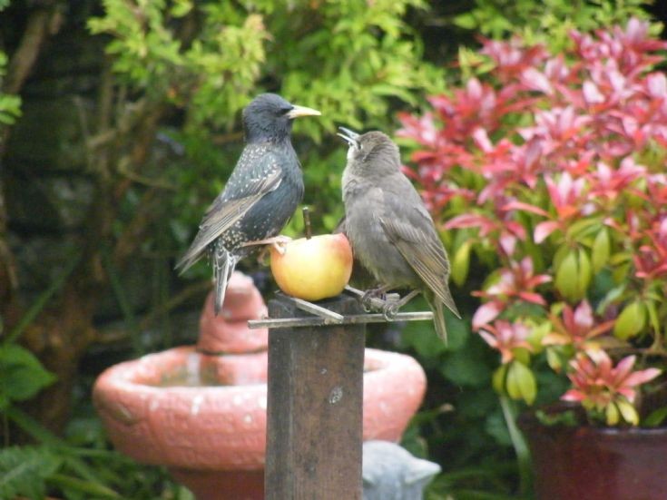 Starling doing some mothering