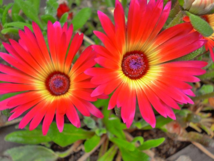 Sun daisies in colour