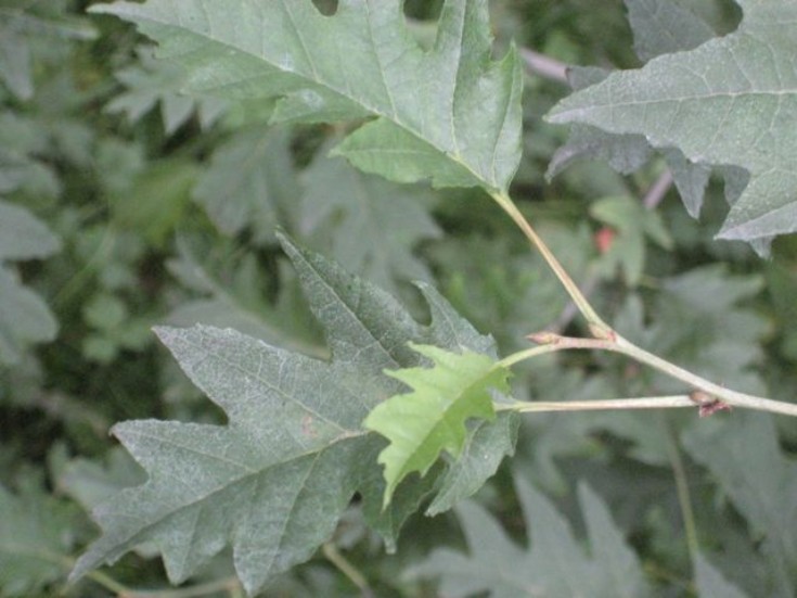 Cut-leaved alder: Alnus incana 'Laciniata'