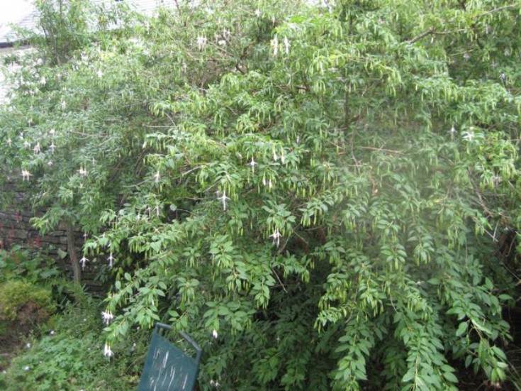 Fuchsia magellanica 'Alba'