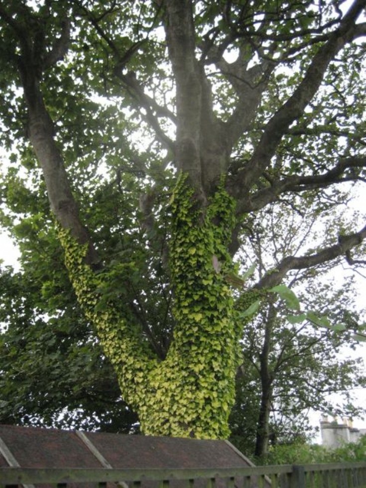 Ivy,possibly Hedera helix 'Buttercup'