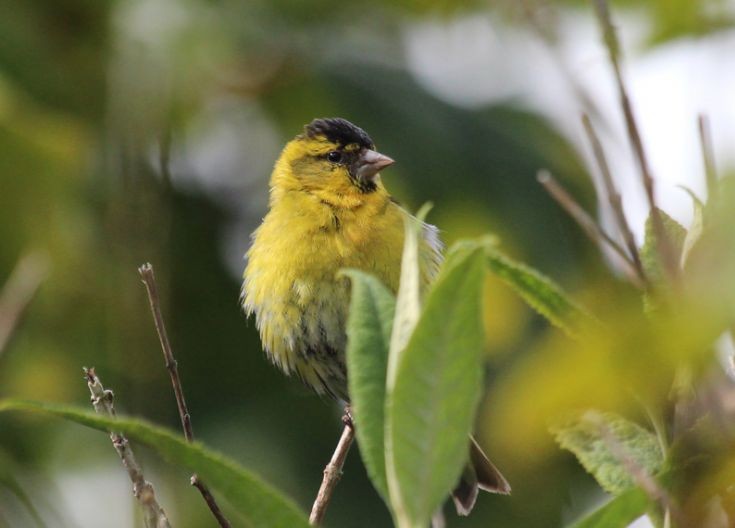 Male Siskin seen at Rinnigal
