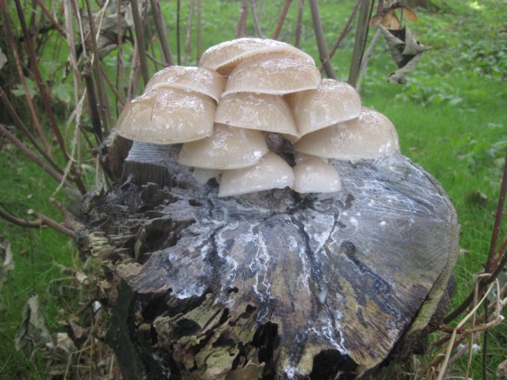 Porcelain funghi