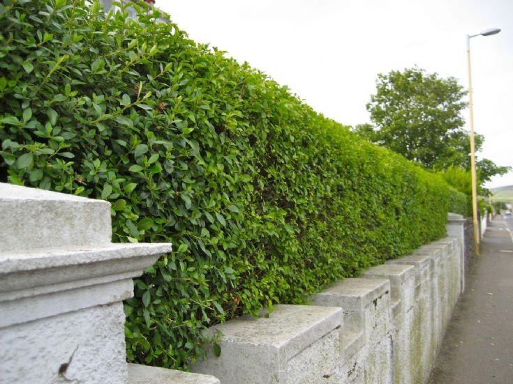 Privet hedge in Kirkwall