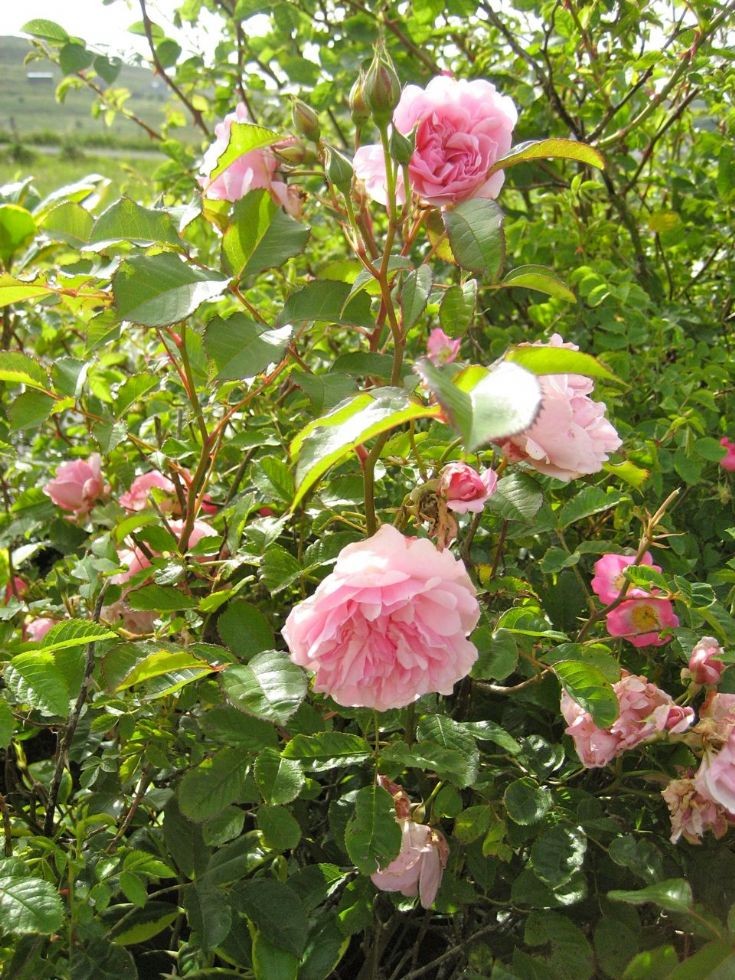 Rosa 'Felicia'