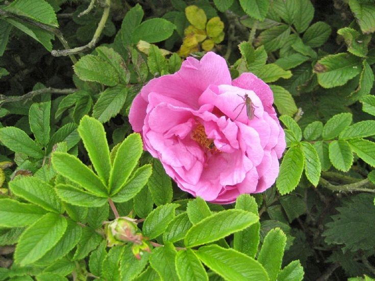 Close-up of Rosa rugosa 'Plena'