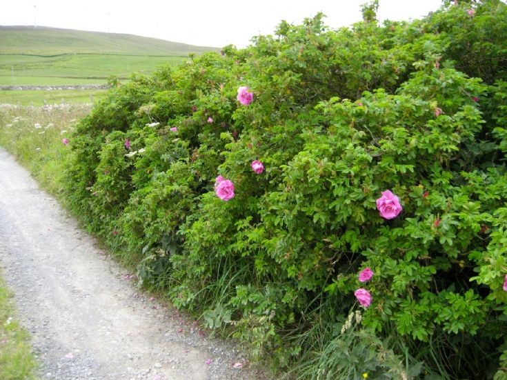 Hedge of Rosa rugosa 'Plena'