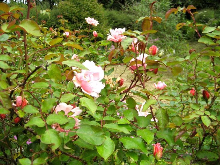 Rosa 'Albertine'